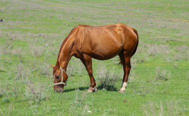 Üzerlerinde yarış atları ve biniciler.