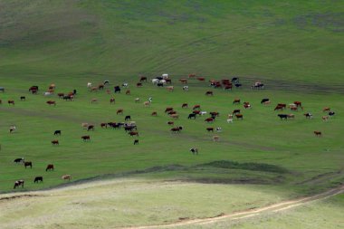 Yeşil çayırlar ve mera.