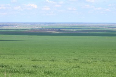 Yeşil çayırlar ve mera.