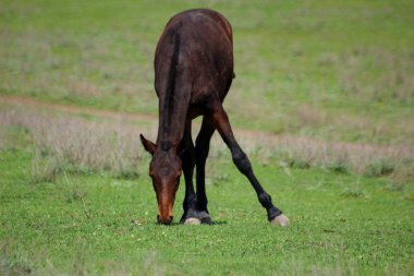 Üzerlerinde yarış atları ve biniciler.