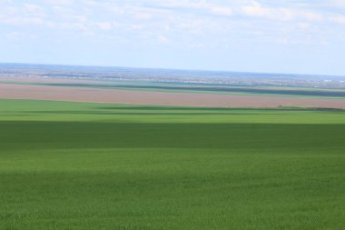 Yeşil çayırlar ve mera.