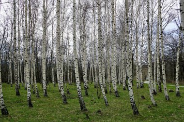 Orman erken ilkbaharda huş ağacı. Dağ Stara Planina, Bulgaristan