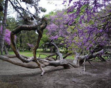 02_ Varna, Bulgaristan'daki Deniz Bahçesinden Parça.