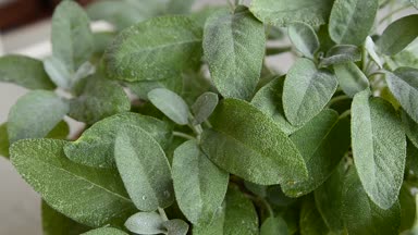 Cam Aranjman, adaçayı yakın çekim. Yoğun yeşil renkteki yaprakları çiğ damlaları ile. Yatay kamera hareketi ile film.