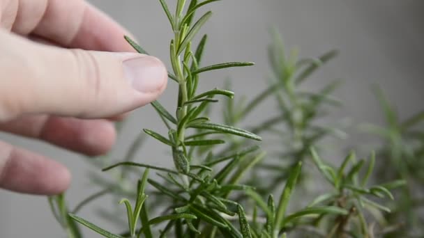 Rosemary Vase Close Hand Caucasian Man Caresses Needles Rosemary Selective — Stock Video