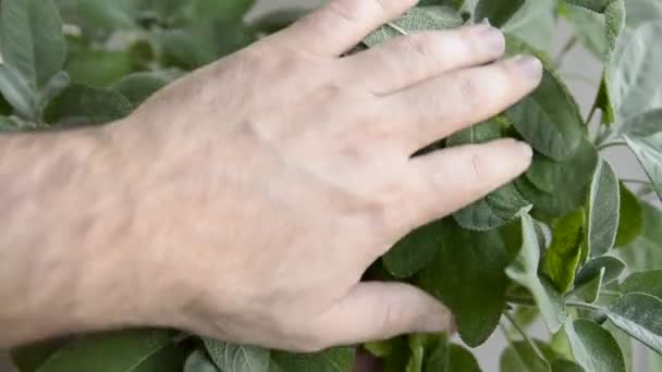 Salvia Jarrón Primer Plano Hojas Color Verde Intenso Con Gotas — Vídeos de Stock