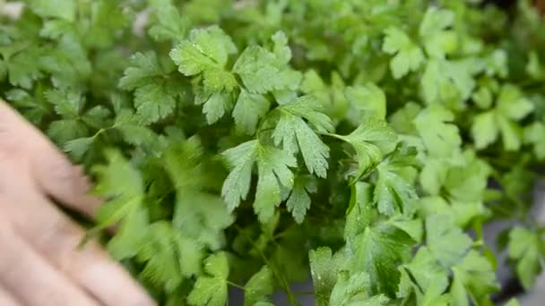 Peterselie Vaas Close Bladeren Van Intens Groene Kleur Met Druppels — Stockvideo