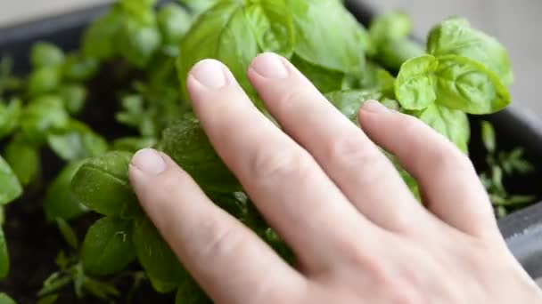 Albahaca Maceta Primer Plano Hojas Color Verde Intenso Con Gotas — Vídeos de Stock