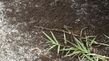 Karıncalar yiyecek bir yağma bulduk: büyük gruplar halinde bir takım çalışması yapmak ve onların hazine karınca yuvası içinde taşıma aktive edilmiş.