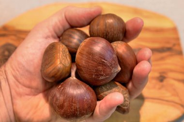 Kestane tam arıyorsunuz ve zengin, oyulmuş ve pişmiş hazır bir avuç beyaz adamın elini tutar.