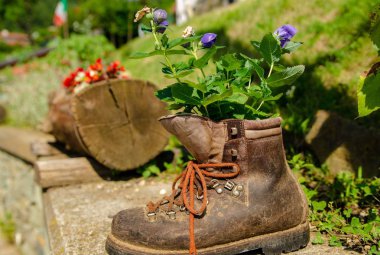 Eski bir önyükleme bir çiftlik yeniden kullanılmış. Bu yeni kullanım eski nesnesine yeni bir hayat verir: taze parlak renkli çiçek lahanası normalde ayağını nereye üzerinden. Vintage etkisi