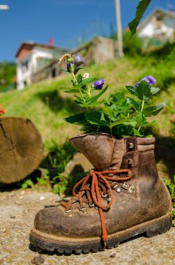 Eski bir önyükleme bir çiftlik yeniden kullanılmış. Bu yeni kullanım eski nesnesine yeni bir hayat verir: taze parlak renkli çiçek lahanası normalde ayağını nereye üzerinden. Vintage etkisi