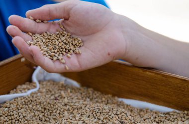 Bir çocuğun tam buğday tohumu, bir ahşap kutu altında bir el altın tohumları ile dolu. Tohum kutusu kenarı boyunca aracılığıyla bir beyaz bez peeps.