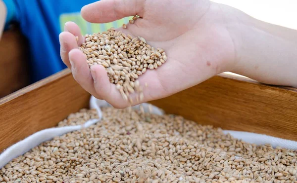 A hand of a boy full of wheat seeds, under a wooden box filled with golden seeds. A white cloth peeps through the seeds along the edge of the box.