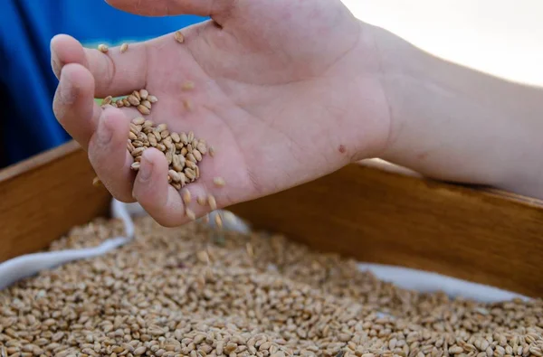 A hand of a boy full of wheat seeds, under a wooden box filled with golden seeds. A white cloth peeps through the seeds along the edge of the box.