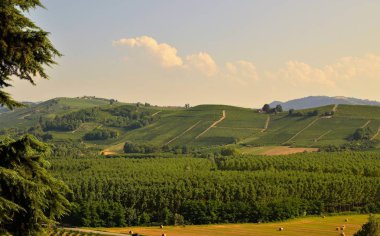 Rinzane Cavour, Piedmont, İtalya. Temmuz 2018. Her yerde cennet üzüm bağları çevrenin manzarasına kalenin dibinde. Bu tesadüf olamaz o Unesco mirası.