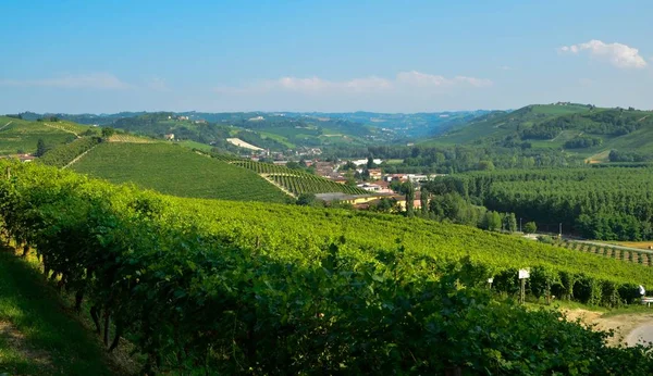 Rinzane Cavour Piedmont Talya Temmuz 2018 Her Yerde Cennet Üzüm — Stok fotoğraf