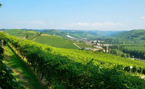 Rinzane Cavour Piedmont Talya Temmuz 2018 Her Yerde Cennet Üzüm — Stok fotoğraf