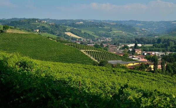 Rinzane Cavour Piedmont Talya Temmuz 2018 Her Yerde Cennet Üzüm — Stok fotoğraf
