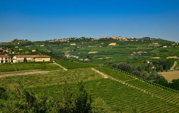 Rinzane Cavour Piedmont Talya Temmuz 2018 Her Yerde Cennet Üzüm — Stok fotoğraf