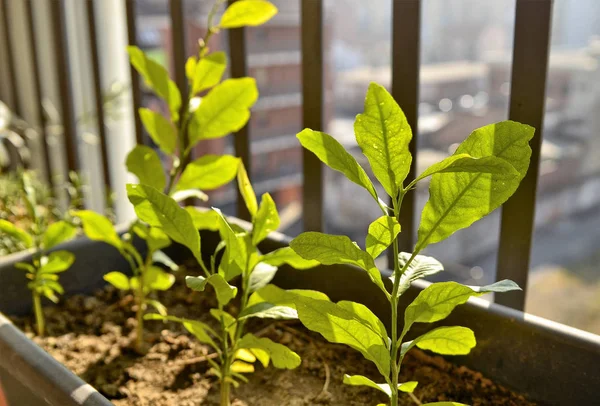 Pequenas Plantas Limão Vaso Sol Inverno Tem Uma Luz Amarelada — Fotografia de Stock