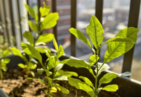 Pequenas Plantas Limão Vaso Sol Inverno Tem Uma Luz Amarelada — Fotografia de Stock