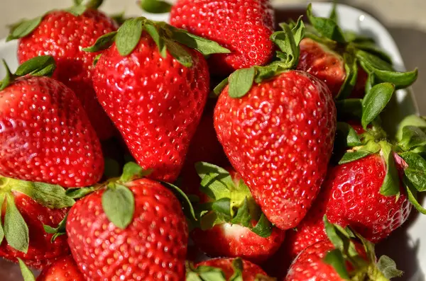 Ein weißer Teller gefüllt mit knallroten Erdbeeren. — Stockfoto