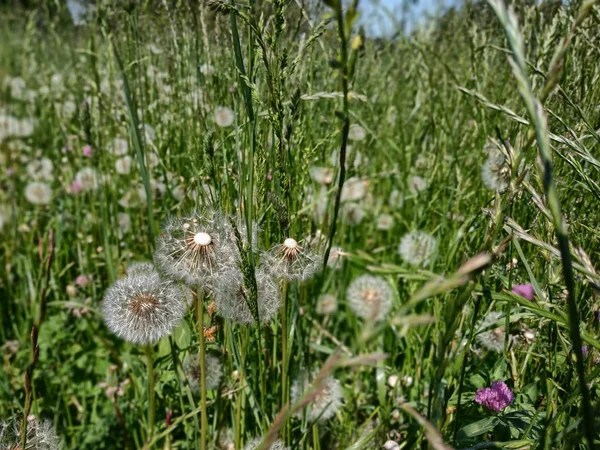 A meadow of dandelions ready to fly at the first breath of wind