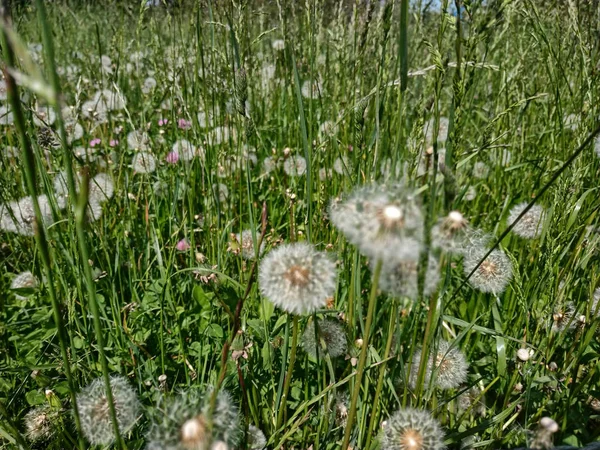 A meadow of dandelions ready to fly at the first breath of wind