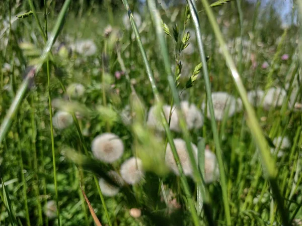 A blurred meadow of dandelions