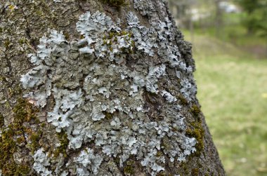 ağaç üzerindeki liken