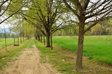  Çayırlar ve ağaçlar arasındaki parkın içinden geçen yol