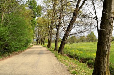  Çayırlar ve ağaçlar arasındaki parkın içinden geçen yol