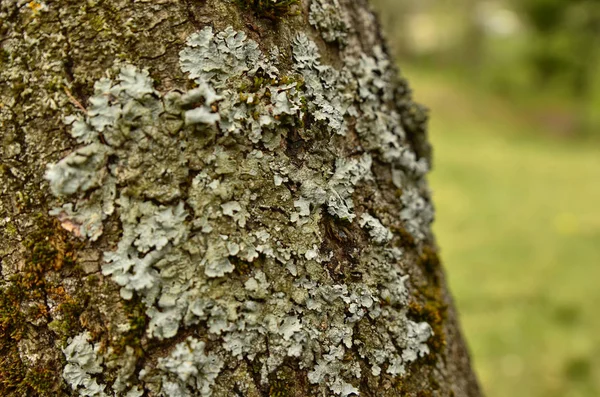 Lichens en un árbol — Foto de Stock