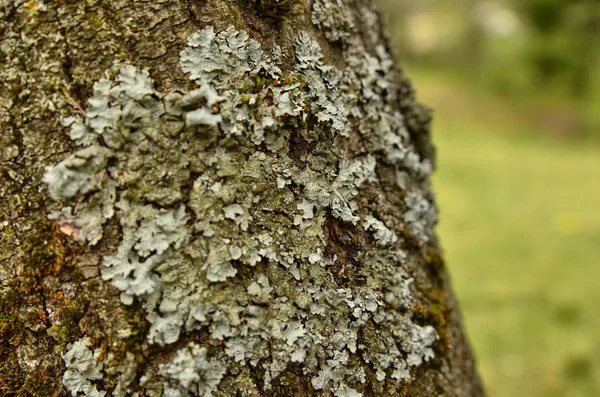 Lichens en un árbol —  Fotos de Stock