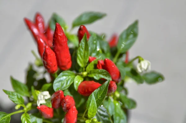 Close up shot of a chili pepper plant — Stock Photo, Image