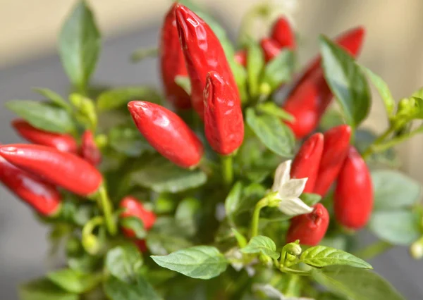 stock image Close up shot of a chili pepper plant