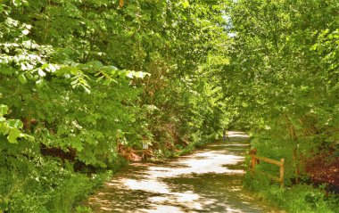 Doğal bir parkta, bir kadın bisikletini alır.