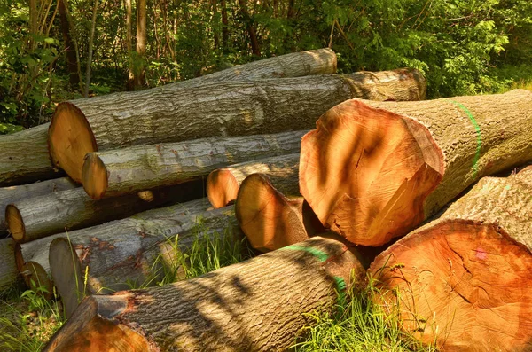 Trunks cut and stacked — Stock Image Trunks cut and stacked Royalty Free Stock Images