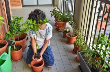 Genç bir Kafkas çocuk bir yaban mersini bitki pot hazırlanıyor