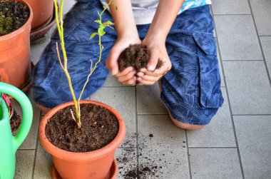 Yaban mersini bitkisi yeni tenceresine yerleştirildi.