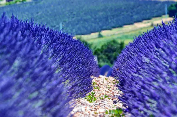 France, Provence, Valensole — стокове фото