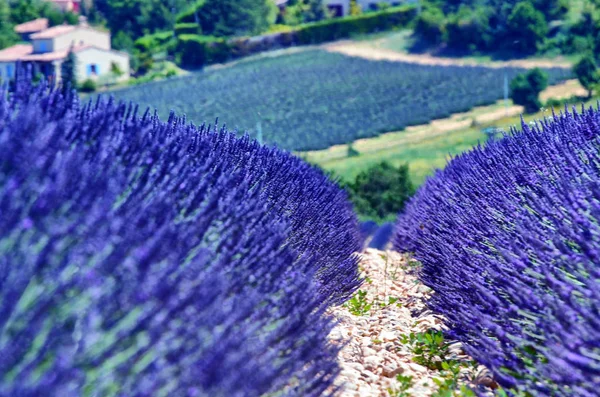 France, Provence, Valensole — 스톡 사진