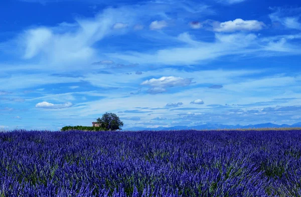 France, Provence, Valensole — Stock Photo, Image