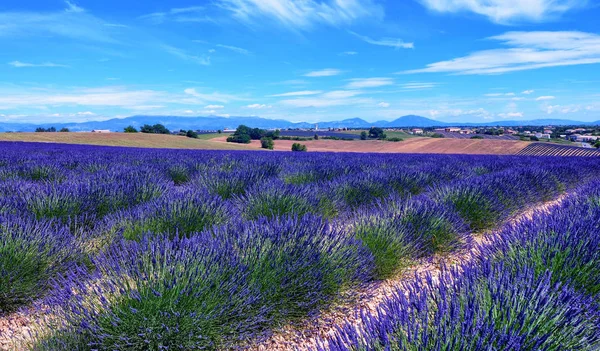 France, Provence, Valensole — Stock Photo, Image