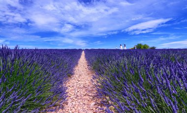 Fransa, Provence, Valensole