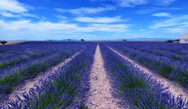 Fransa, Provence, Valensole
