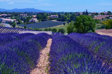 Fransa, Provence, Valensole