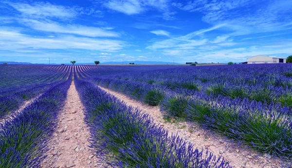 Fransa, Provence, Valensole — Stok fotoğraf