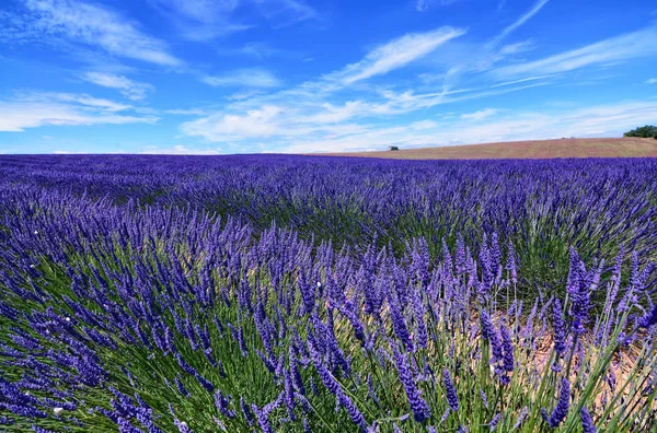 France, Provence, Valensole — Stock Photo, Image